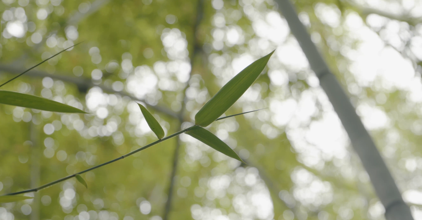 1748490593374462.png 42fae1285f2480c1afa7e1fe9a9c83d.png